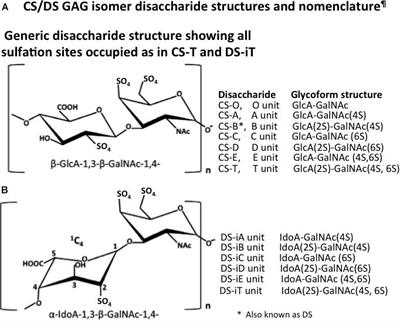 Neural Tissue Homeostasis and Repair Is Regulated via CS and DS Proteoglycan Motifs